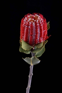 Banksia - Banksia Coccinea
