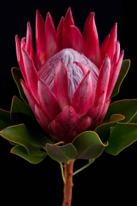 Protea - Protea Cynaroides Madiba
