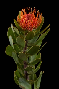 Leucospermum - Leucospermum Saxosum