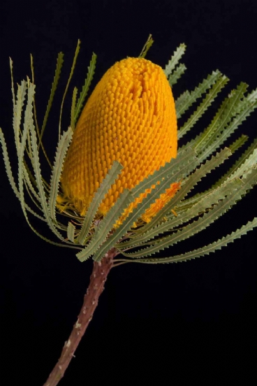 Banksia - Banksia Hookeriana Yellow