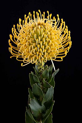 Leucospermum-Leucospermum High Gold