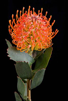 Leucospermum-Leucospermum Soleil