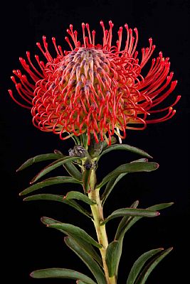 Leucospermum-Leucospermum Succession