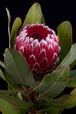 Protea-Protea Empress
