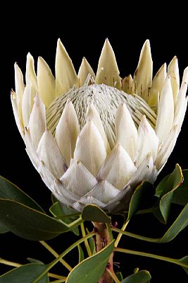 Protea-Protea Cynaroides Arctic Ice