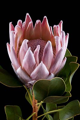 Protea-Protea Cynaroides