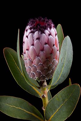 Protea-Protea Didi