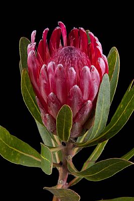 Protea-Protea Lancelot