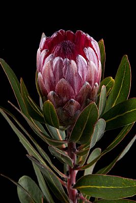 Protea-Protea Pink Ice