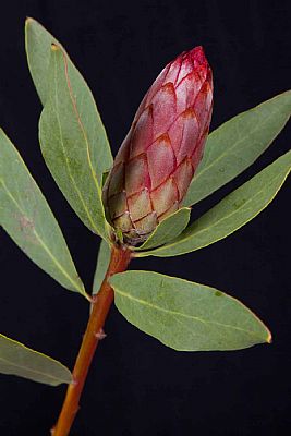 Protea-Protea Robyn