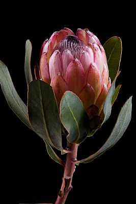 Protea-Protea Susara