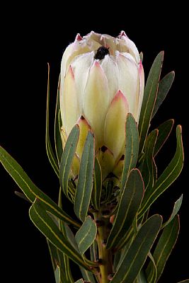 Protea-Protea White Night