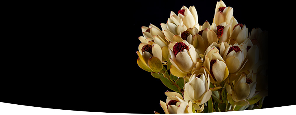 Leucadendron