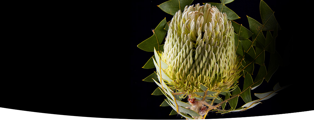 Banksia