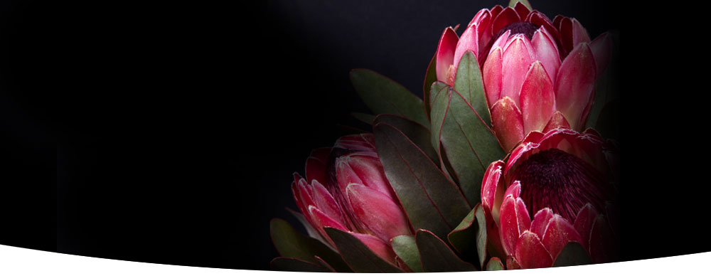 Protea