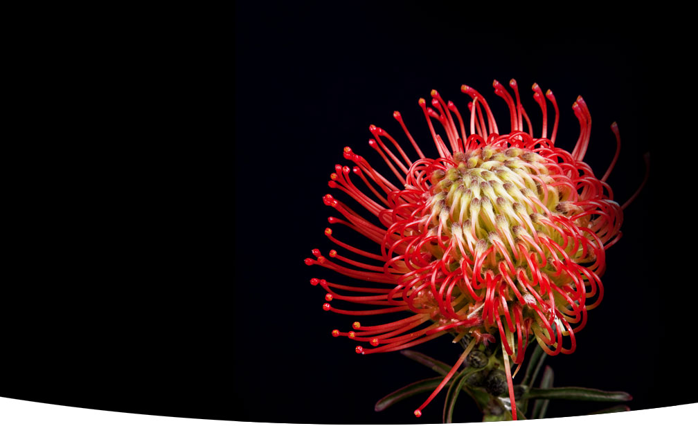 Leucospermum