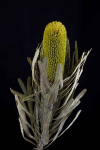 Banksia - Banksia Attenuatua