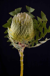 Banksia - Banksia Baxterii