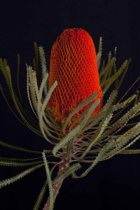 Banksia - Banksia Hookeriana Orange