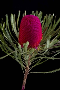 Banksia - Banksia Hookeriana Pink