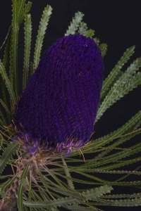 Banksia - Banksia Hookeriana Purple