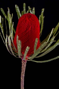 Banksia - Banksia Hookeriana Red