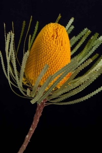 Banksia - Banksia Hookeriana Yellow