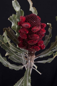 Banksia - Banksia Menziesii Cone Red