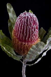 Banksia - Banksia Menziesii
