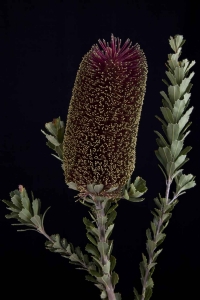 Banksia - Banksia Preamorsa