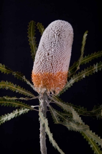 Banksia - Banksia Prionotis
