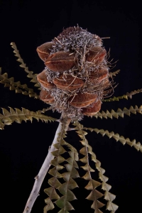 Banksia - Banksia Speciosa Hairy