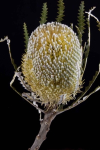 Banksia - Banksia Speciosa