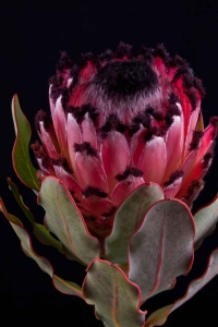 Protea - Protea Barbigera African Queen