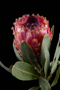 Protea - Protea Barbigera