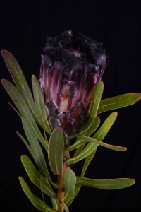 Protea - Protea Black Lepido