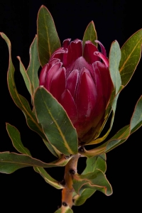 Protea - Protea Brenda