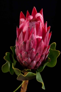 Protea - Protea Cynaroides Red Rex