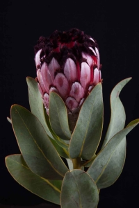 Protea - Protea Didi Africa