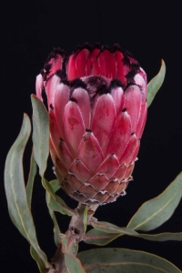 Protea - Protea Didi Red Magik