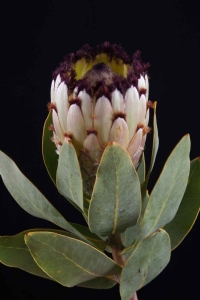 Protea - Protea Didi Snow Princess