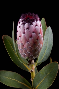 Protea - Protea Didi