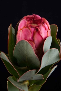 Protea - Protea Grandiceps