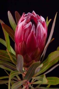 Protea - Protea Liebencherrie