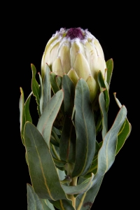 Protea - Protea Maria