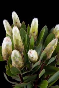 Protea - Protea Mundi White