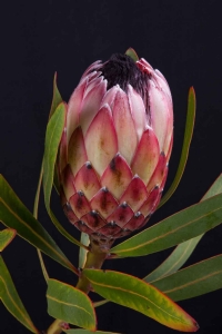 Protea - Protea Pinita