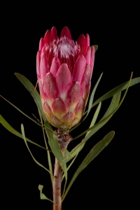 Protea - Protea Repens