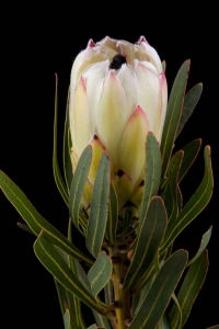 Protea - Protea White Night