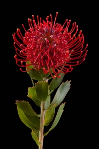 Leucospermum - Leucospermum Crimson